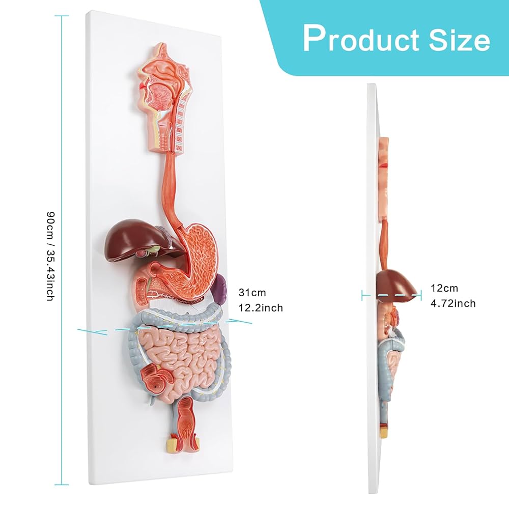 洋書 The Gastrointestinal System Anatomy of the Digestive System: Perez, Vincent